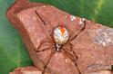 Latrodectus_hasselti_D3494_Z_84_E. of Nuendah homestead_Australie